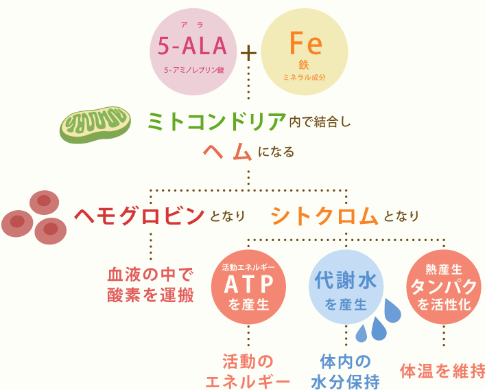 ALAとミネラルの関係図