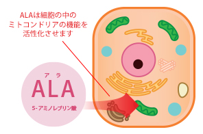 ALAは細胞の中のミトコンドリアの機能を活性化させます