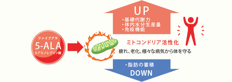 ミトコンドリアの活性化