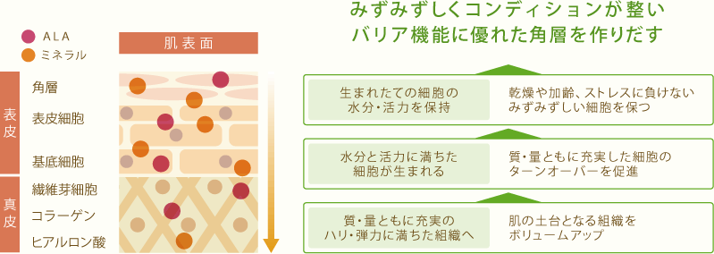 みずみずしくコンディションが整いバリア機能に優れた角質を作りだす